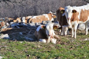 OPG Birkić, vukovi zaklali tek oteljeno tele