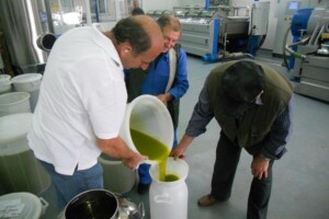 Za preradu maslina 1,1 milijun kn iz IPARD-a