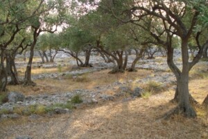 Još dva naša proizvoda registrirana u EU