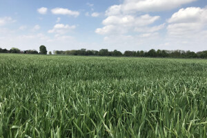 Farma muznih krava obitelji Zlatar