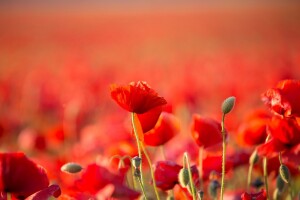 Procvjetali crveni makovi