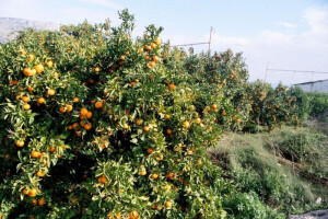 Rekordan urod mandarina u Neretvi