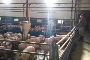 Obrt Stjepan Knežević