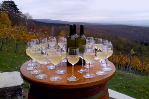 Vinska priča - graševina