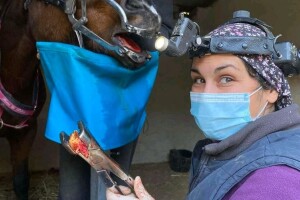 Stomatološki pregled važan je za svakog konja