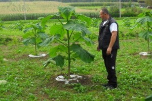 Prva plantaža paulovnije u Prigorju