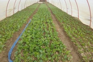 Ivan Veselić - primjer mladog i vrijednog poljoprivrednika