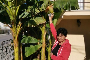 Drvo banane kao ukras dvorišta