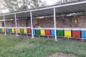 Pčelinjak porodice Vorgić