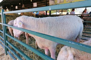 Mića - najteži ovan na Sajmu