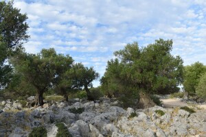 Maslinici Lun na otoku Pagu