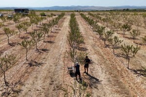 Berba badema Zrno Zdravlja d.o.o.