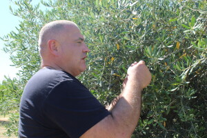 Berba marelica i stabla maslina na Poljoprivrednom obrtu Škobić