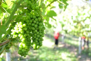 Spremni za stvaranje branda - žepačko vino!