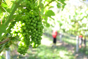 Spremni za stvaranje branda - žepačko vino!