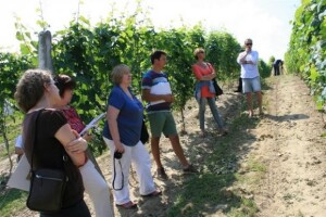 Začeci vinogradarstva u južnoj Poljskoj