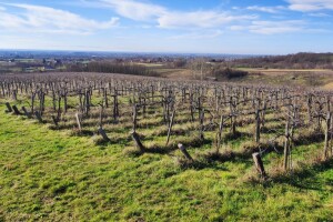 Vinograd u mjestu Starci, nedaleko Starog Petrovog Sela