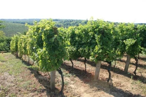 Vinograd