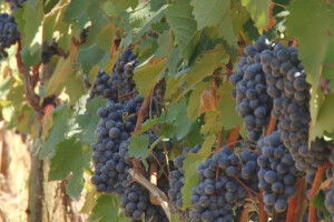 Izuzetan kvalitet grožđa ove godine