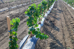 Saveti za pravilno đubrenje vinograda