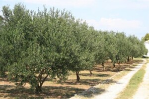 Maslinici i vinogradi na Jadranu