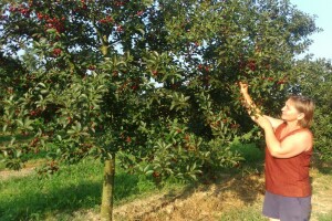 Berba i otkup višnje