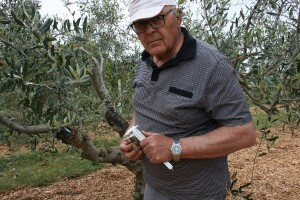 Navrtanje maslina uz pomoć - bušilice