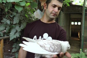 Arpad Kosoruš u porodičnom dvorištu napravio mini zoo-vrt