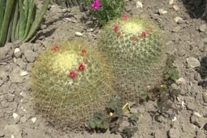 Student hortikulture u bašti uzgaja više od 200 kaktusa