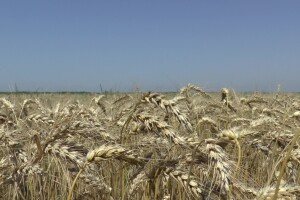 Vojvođanski paori očekuju skromnu zaradu na pšenici