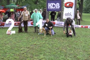 Biglovi šampionskog porekla traženi na tri kontinenta