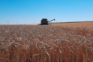 BC Institut - žetva u Lovasu