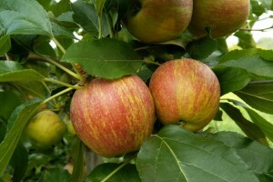 Dragoja Dojčinović - voćarstvo nekad i sad