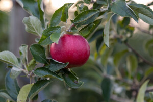 Mladenovići iz Dubone prave prirodne sokove