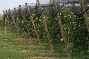 Voćnjak jabuke kod Koprivnice