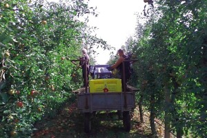 Voćnjak Matka Zelića