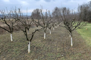 Voćnjak u zimskom periodu