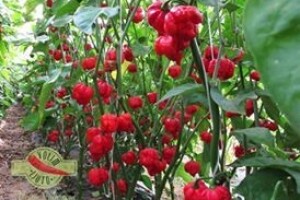 Čili papričice s OPG Vrabec