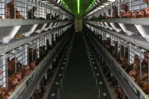 Potpisani ugovori o korištenju znaka "Jaja hrvatskih farmi"