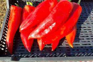 Autohtona paprika roga