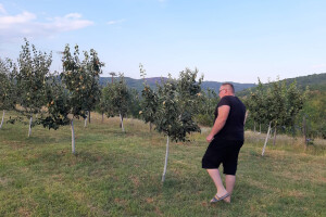 Voćnjak šljive i dunje