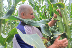Kukuruz od tri metra kod Dragana Ristića
