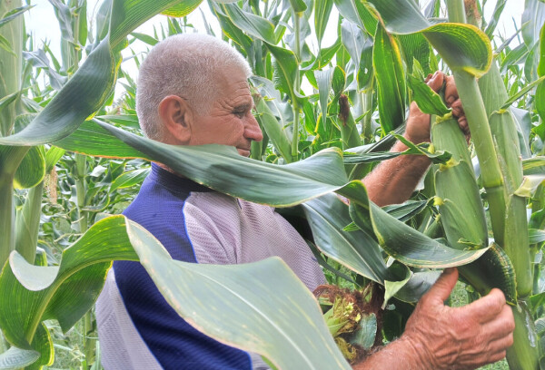 Kukuruz od tri metra kod Dragana Ristića