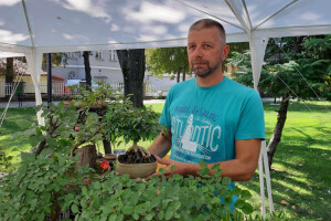 Profesor Arsić uzgaja bonsai od domaćih vrsta drveća