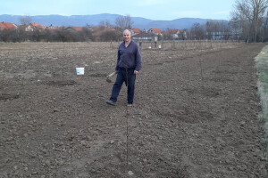 Zasad kruške viljamovke