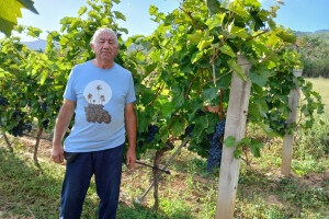 Berba grožđa, vinogradar Srećko Marković