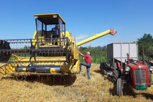 Vranje - žetva pšenice