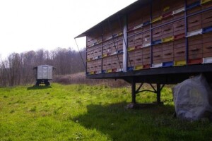 Najveće pčelinje gospodarstvo u Hrvatskoj