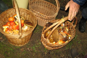 Branje pečuraka u  selu Vlakča