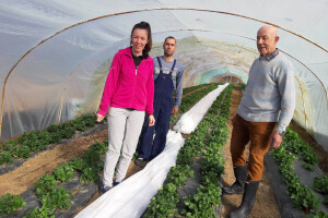 Uzgoj jagoda u plasteniku i zaštita agrotekstilnim platnom